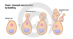 Vector illustration of Yeast. Asexual reproduction by budding photo